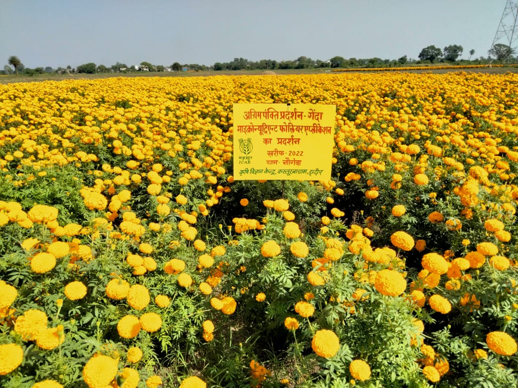 गेंदा प्रदर्शन